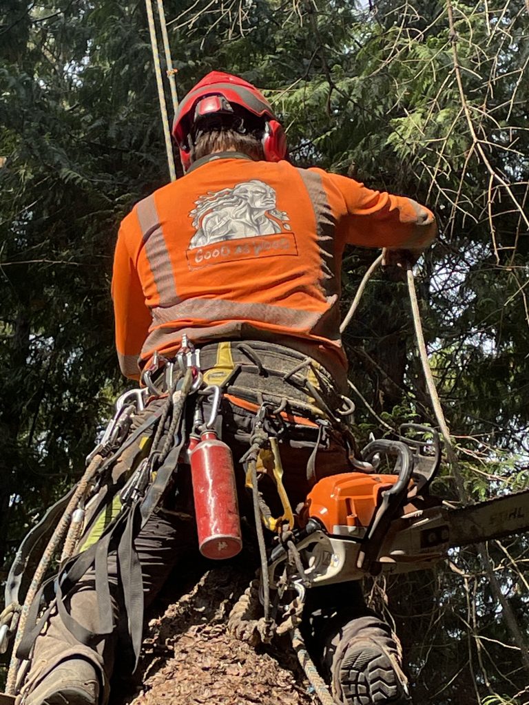 tree climbing climbing service harness