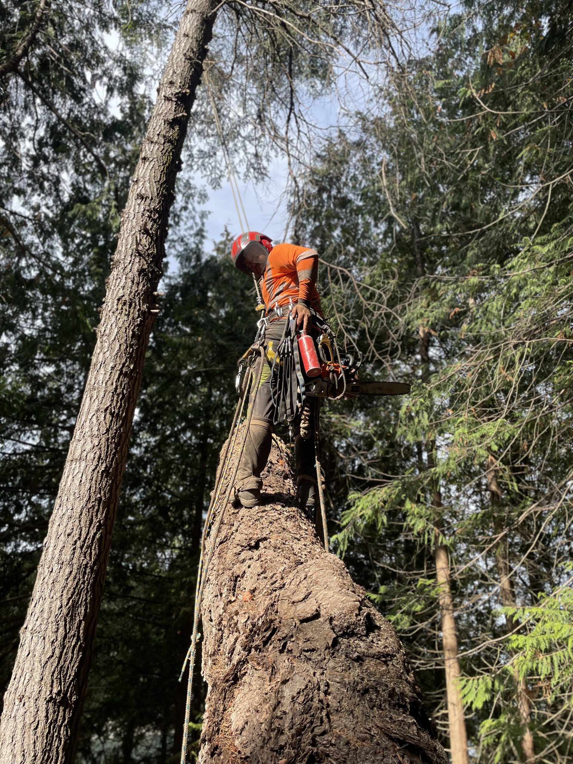 tree trimming gulf islands pender and mayne islands